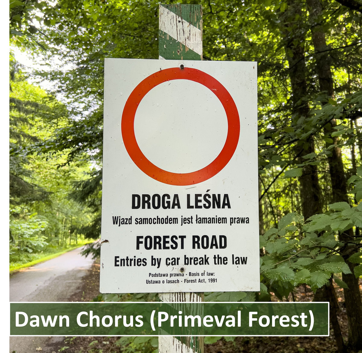 Białowieża Forest on the Poland/ Belarus border.  48kHz, 24-bit stereo (15 minutes).