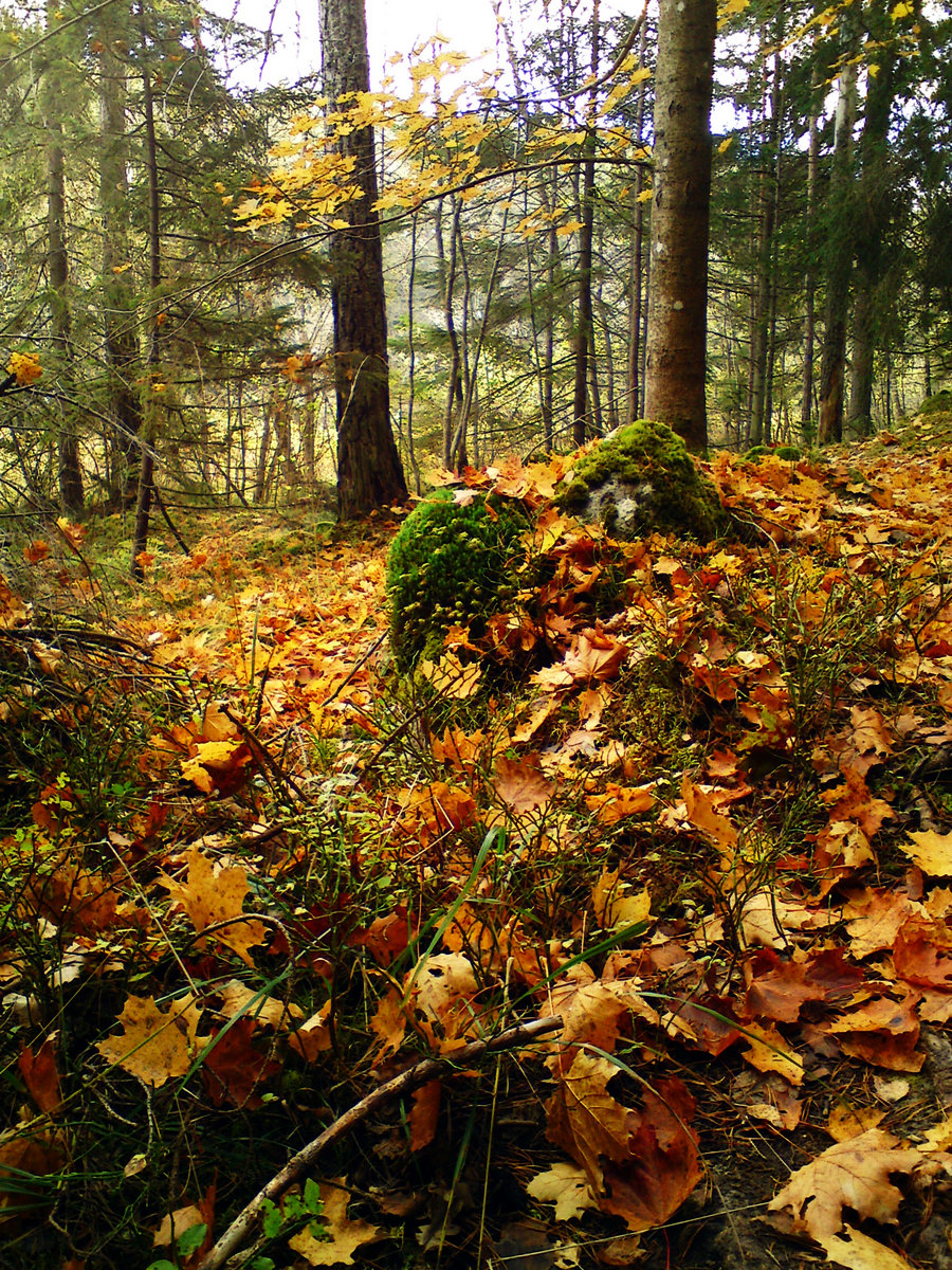 insvept i en filt av gula löv | ek | Rötter Och Grenar