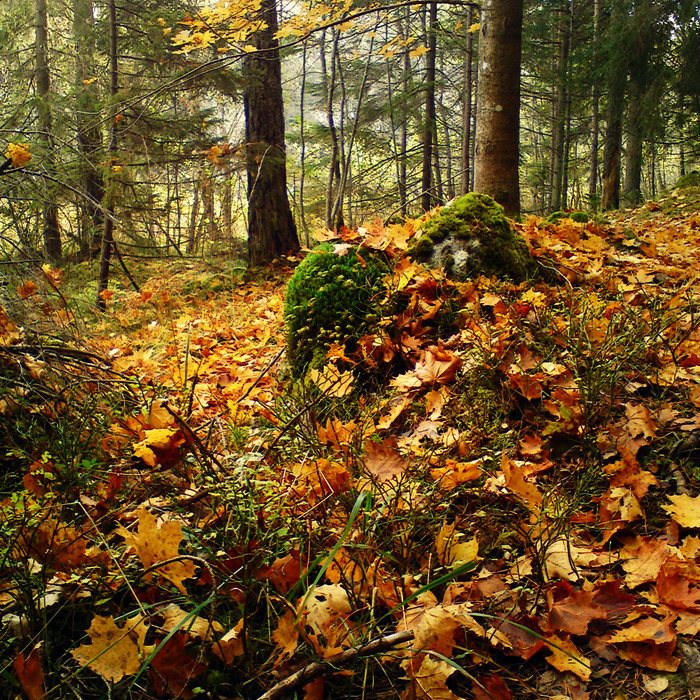 insvept i en filt av gula löv | ek | Rötter Och Grenar
