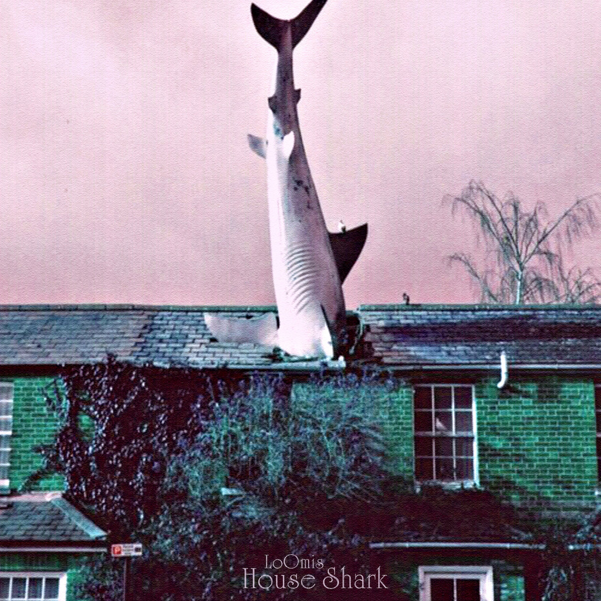 house shark