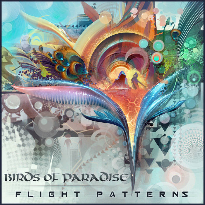Birds of Paradise - Flight Patterns | Birds of Paradise