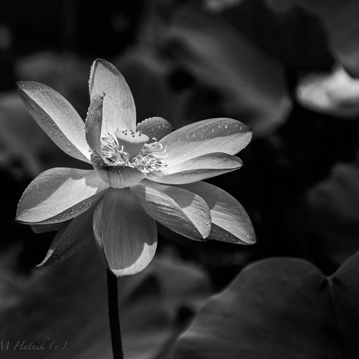 Скачать музыку бесплатно Download Mr.K - White Lotus / Titan mp3