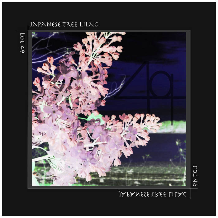 Japanese Tree Lilac | Lot 49