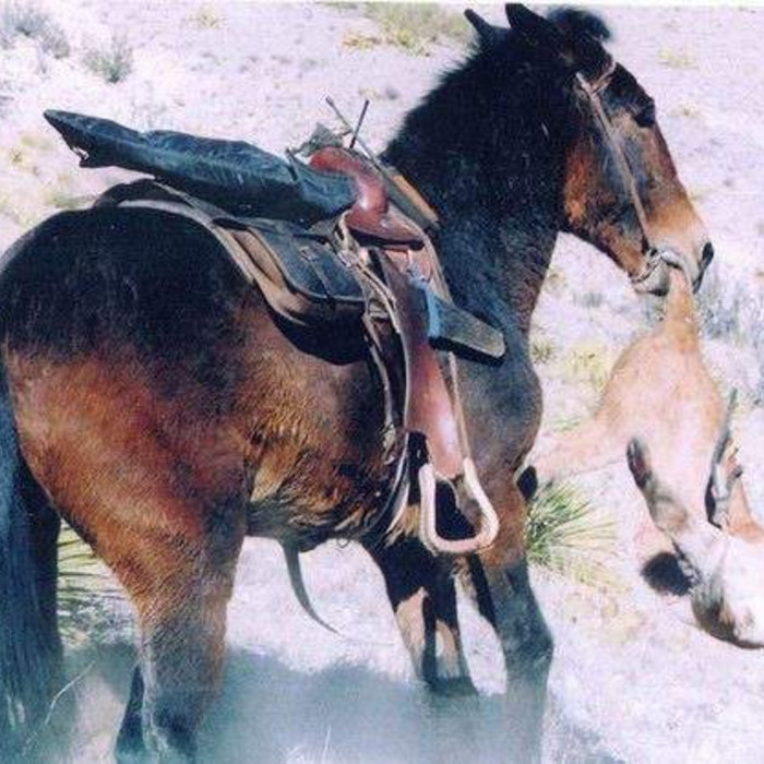 Как кусается лошадь руками. Спешивается с лошади