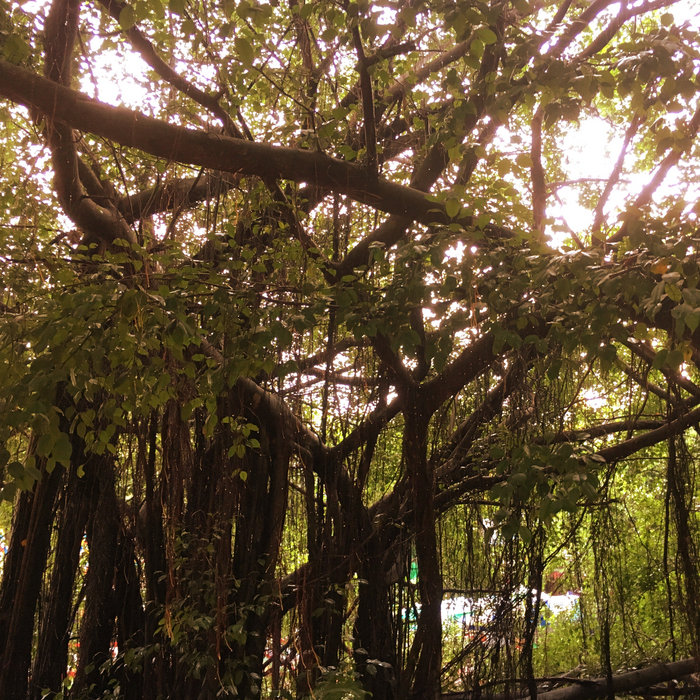 LAND #1 | CHAM | CHAM / PHANTOM MUSIC