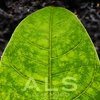 Leaf Music Cover Art