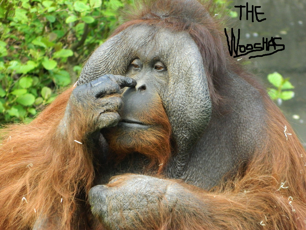 The Wooshas cover