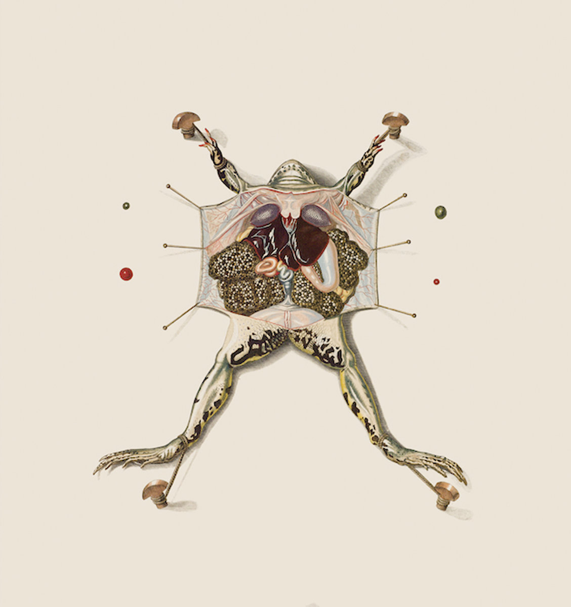 Over The Corpse Of A Study | Phyllomedusa