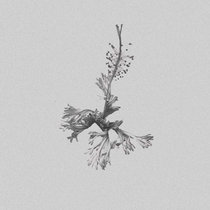 Micra — Sonata