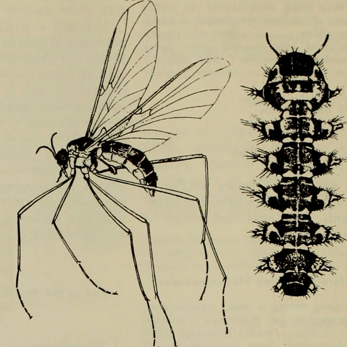 Anselmo Insect Insectorum II | Bug Catcher