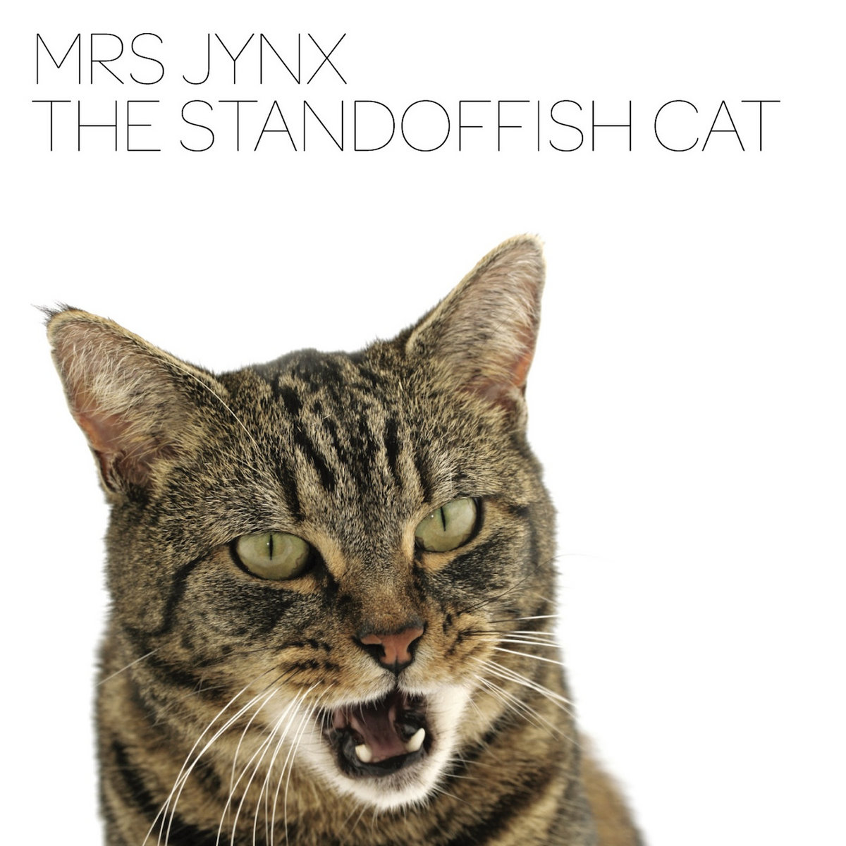 The Standoffish Cat Mrs Jynx The Standoffish Cat Mrs Jynx