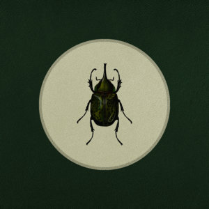 Stag Beetle cover