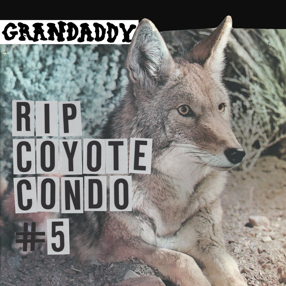 RIP Coyote Condo #5 | Grandaddy | Grandaddy / Jason Lytle