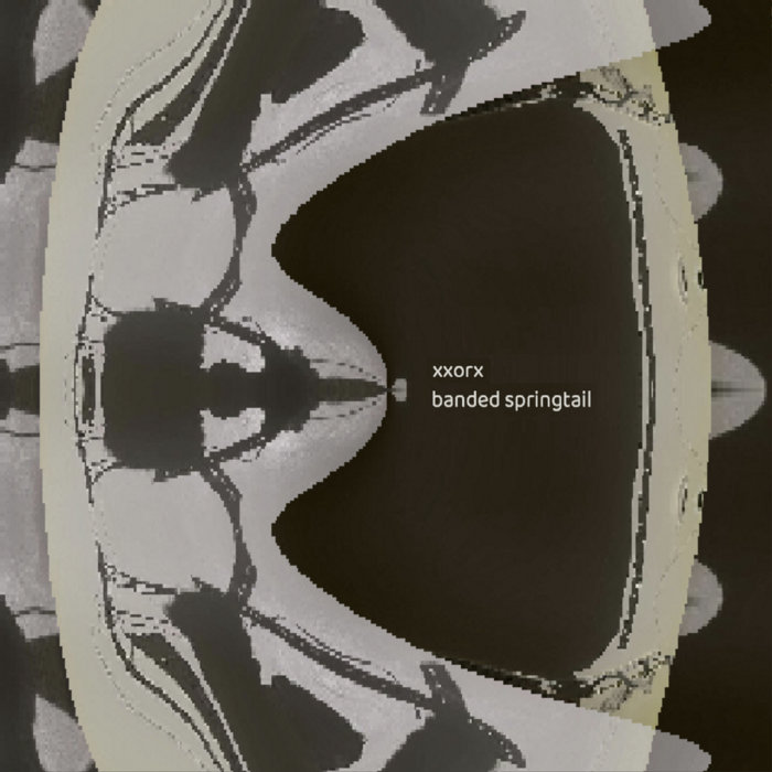 banded springtail | xxorx [Ren Shang] | scatterArchive