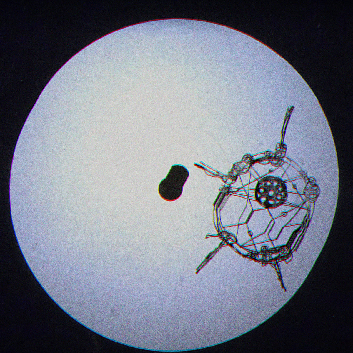 Koreless - Shellshock (aleph edit)
