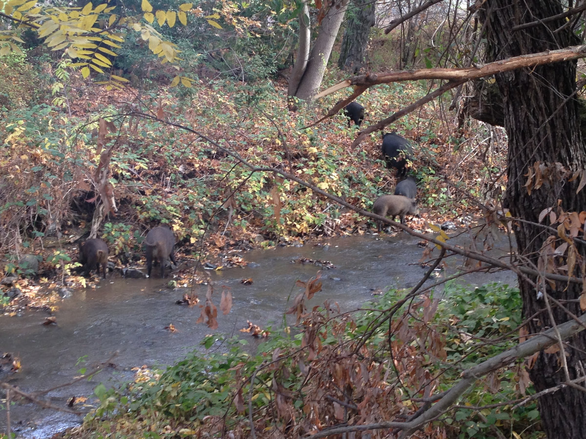 Vasona Christmas Lights Park 2012 Toyota Mandflur leiberkconcdipa