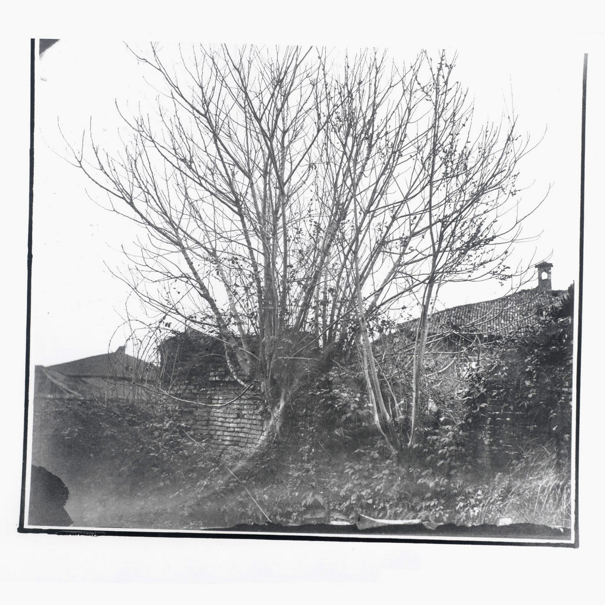 Caligo by Siavash Amini