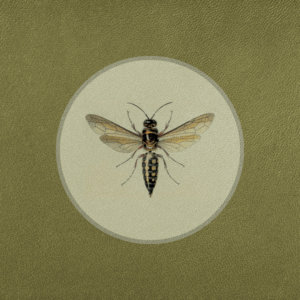 Paper Wasp cover