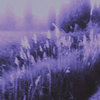 sky of fading lights