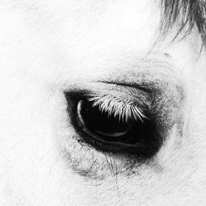Creepoid — Horse Heaven