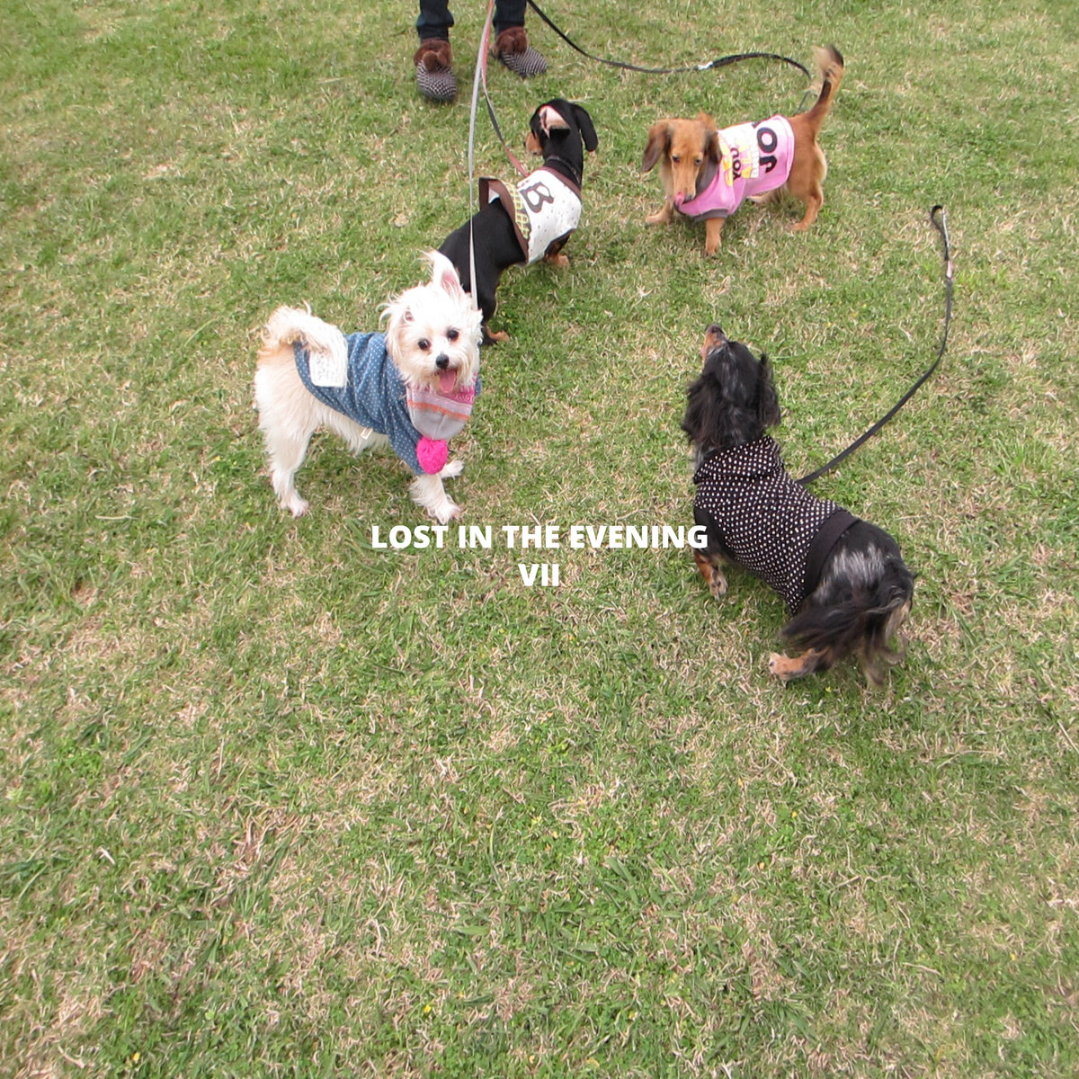 OVER THE DOGS 夕方ガタガタ19 CD オバ犬 2026年最新】Yahoo
