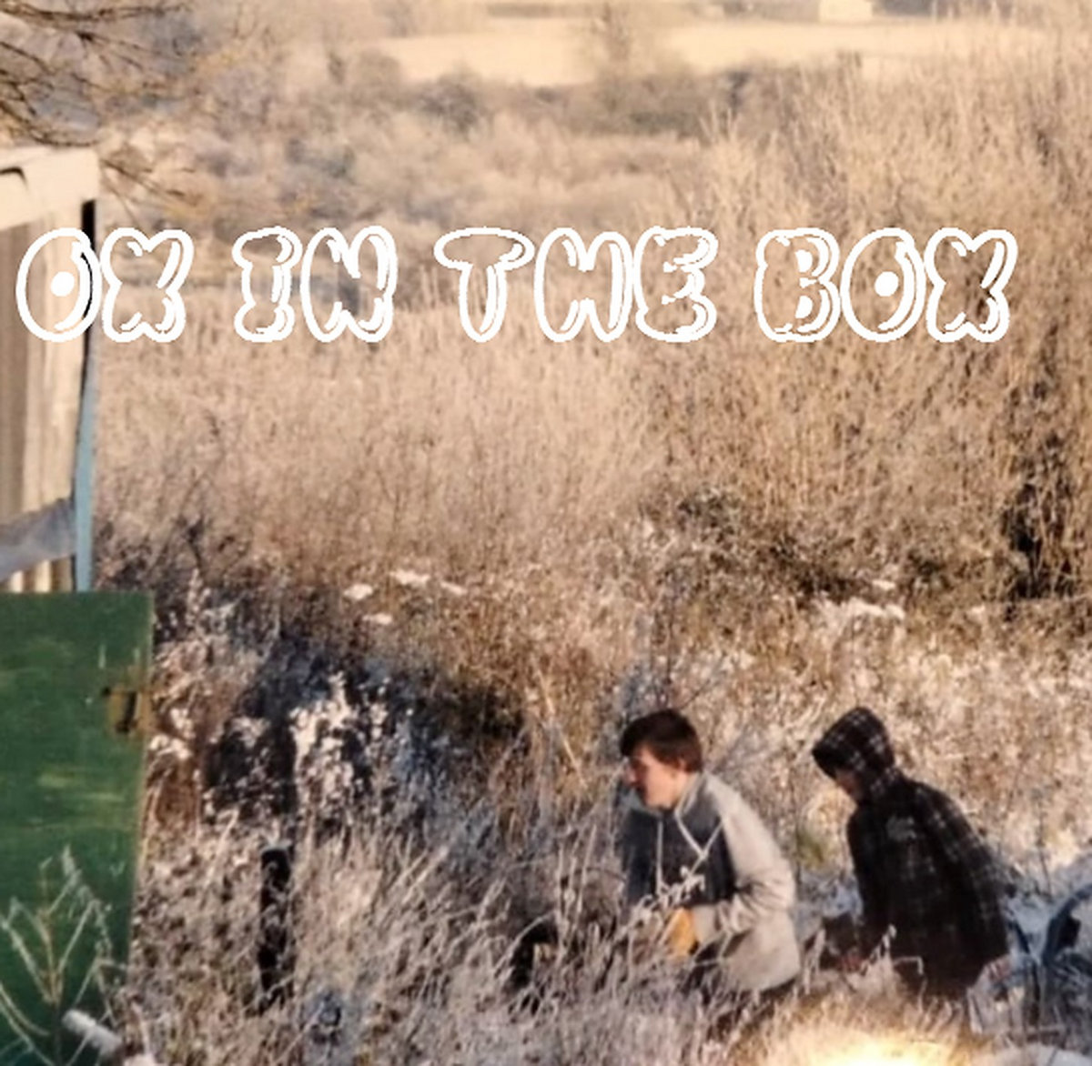 Ox in the box cover