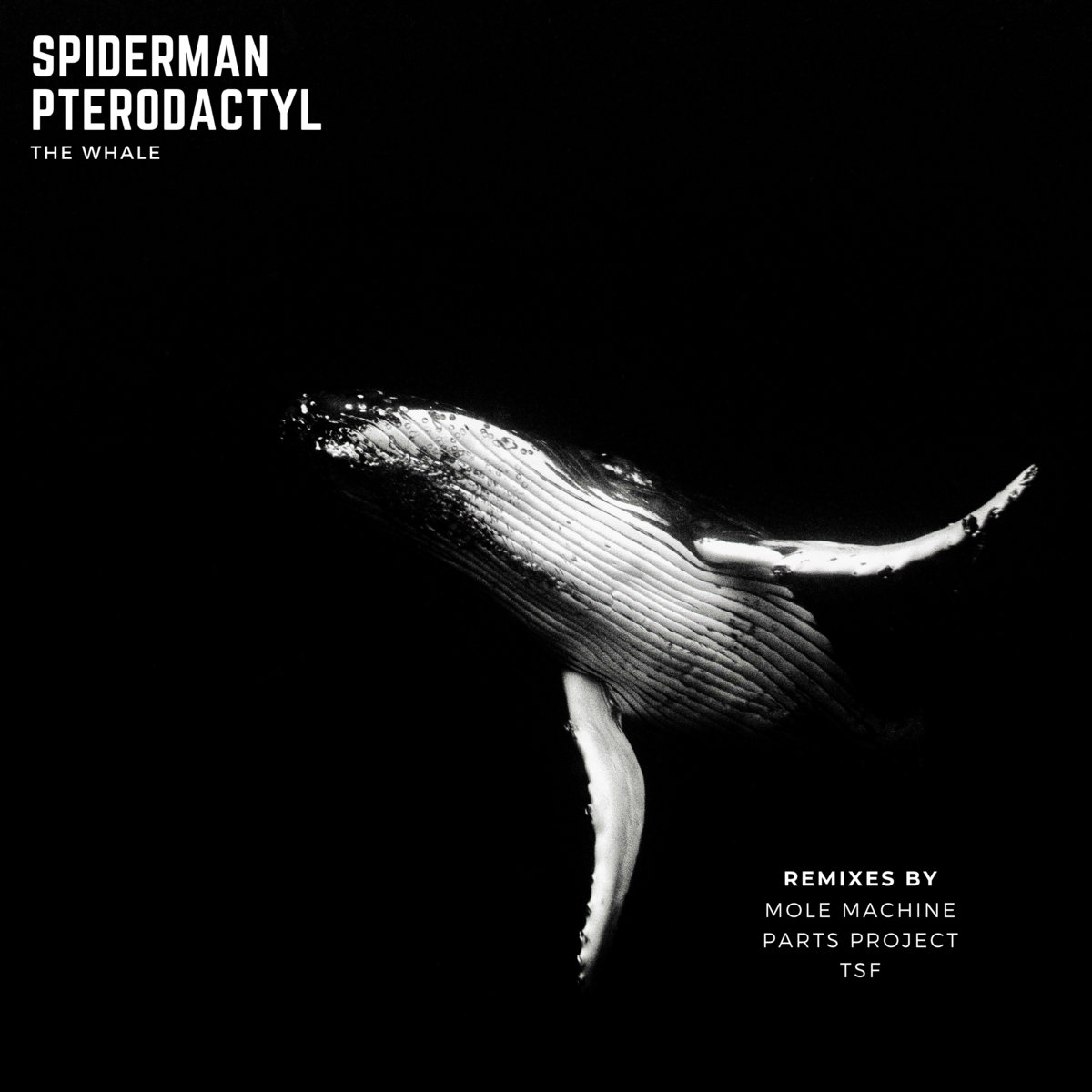 The Whale visual by Thomas Floquet