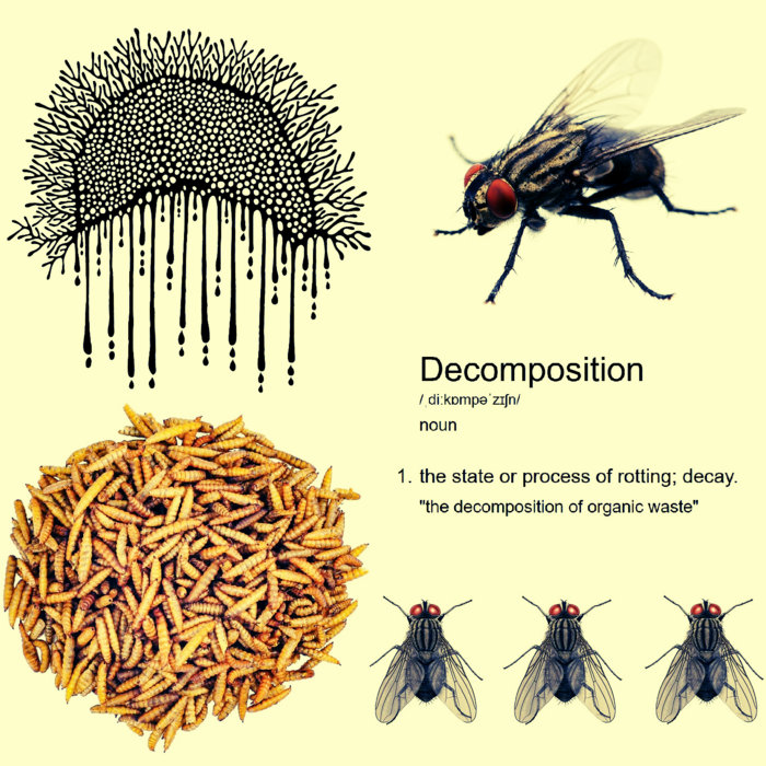 Decompose Rot Masters of Decomposition | The Noise Monk