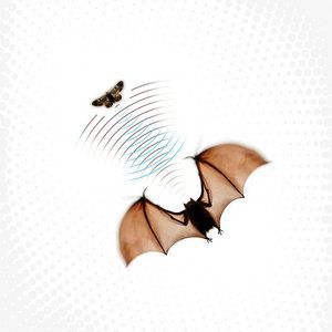 Echolocation (FP033) cover
