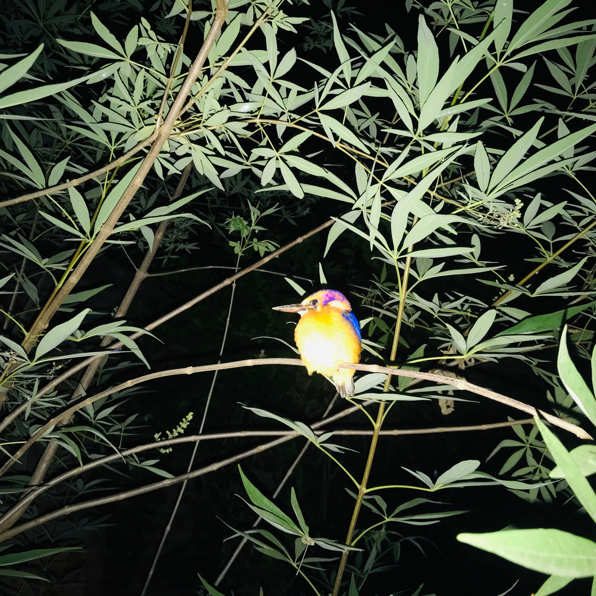 Flowers Bloom In The Dark Kwaku Bota