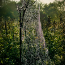 Tangled Webs cover art