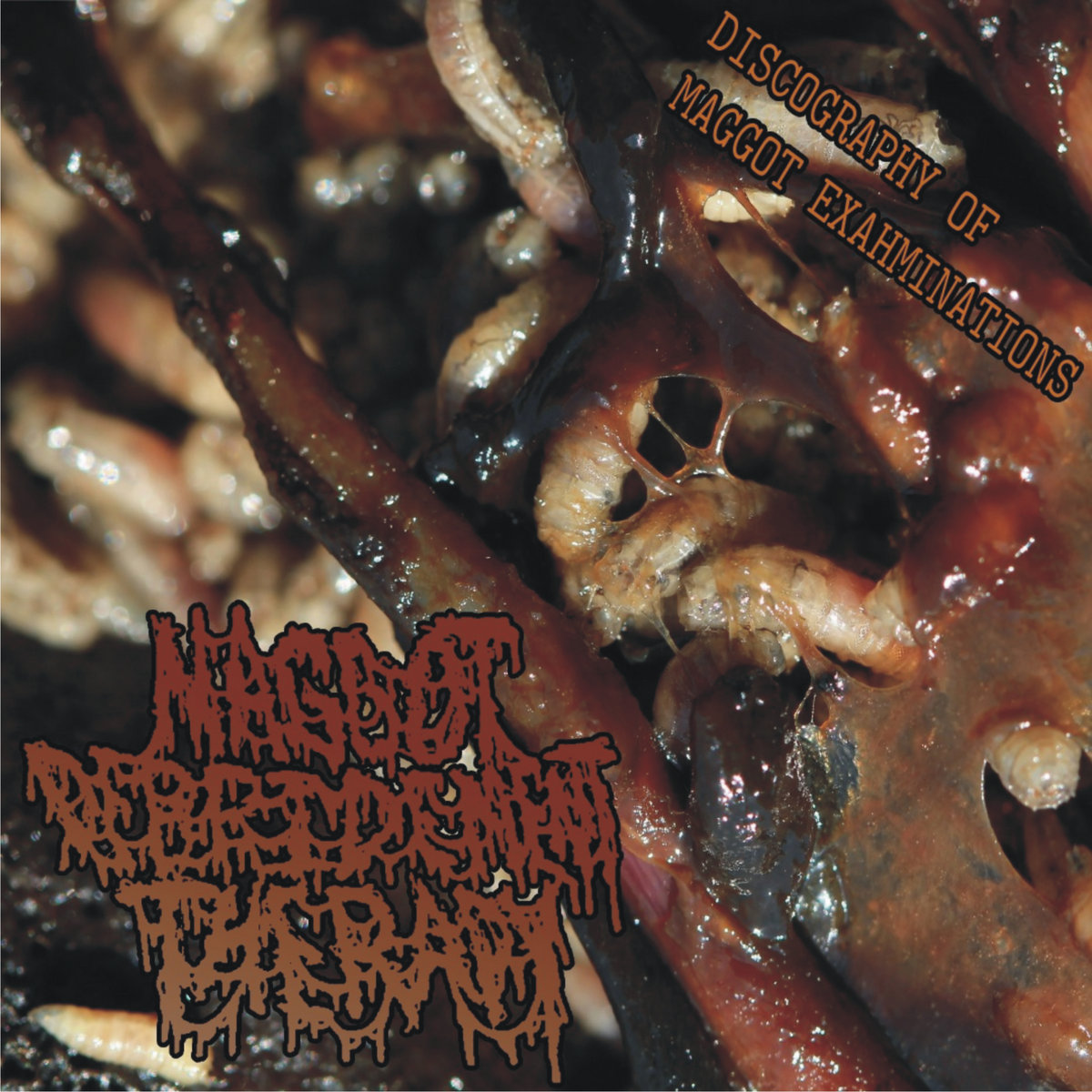 Maggot Debridement Therapy - Discography of Maggot Exahminations