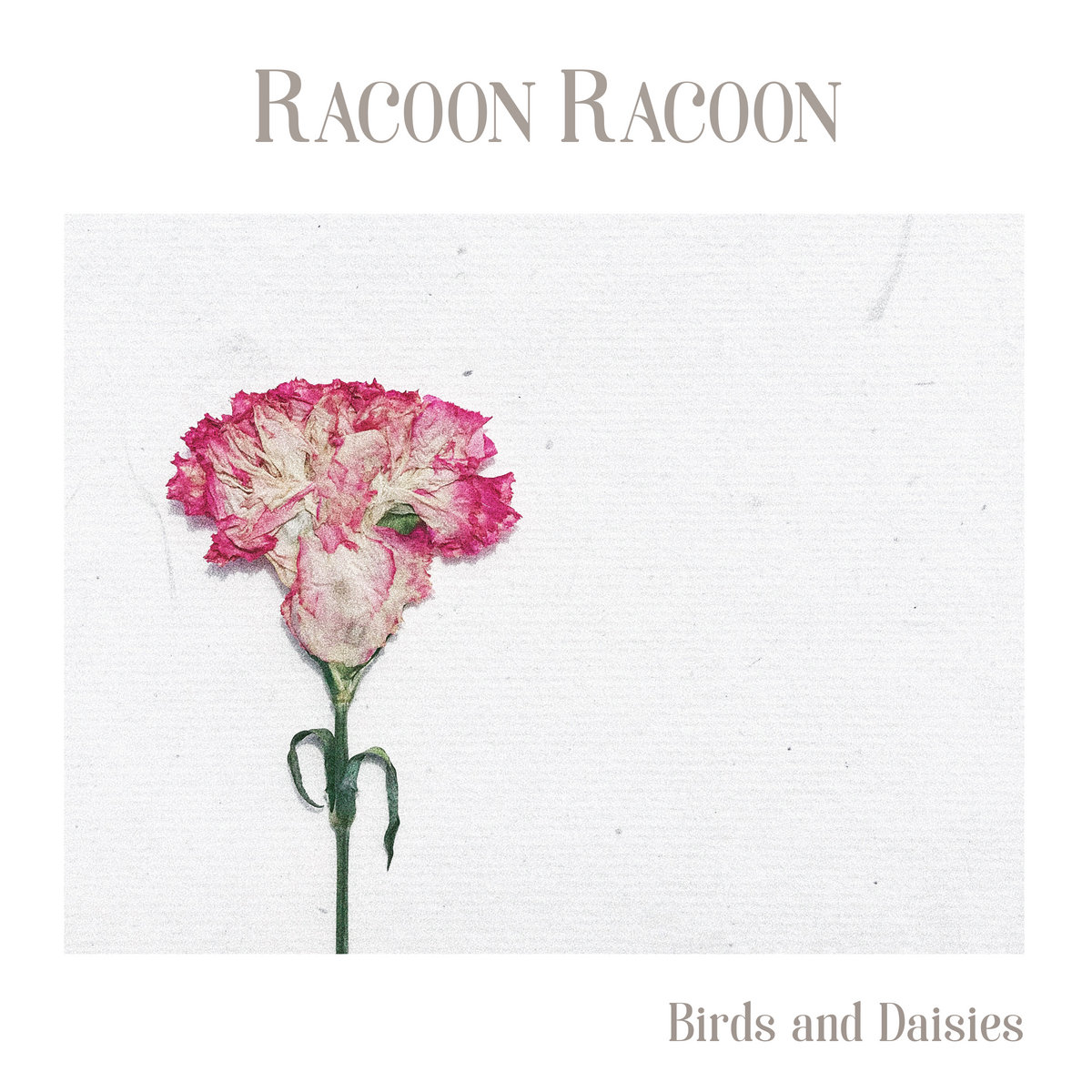 Discography - Racoon Racoon | Racoon Racoon