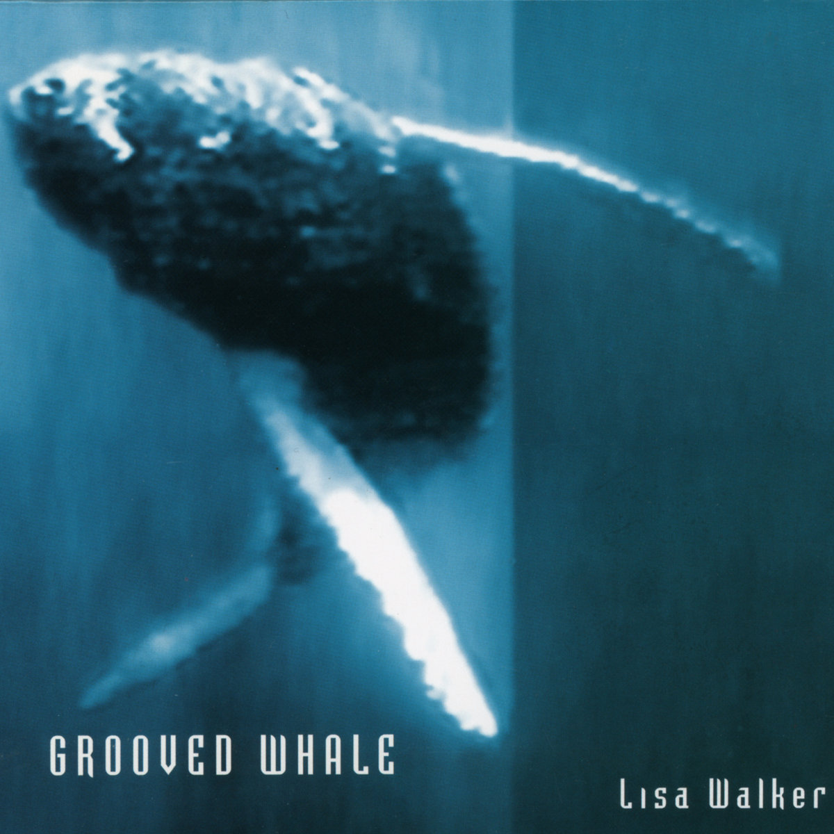 Grooved Whale | Lisa Walker | Grooved Whale