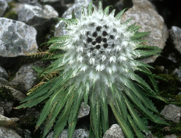 Feast of Saussurea | Botanist