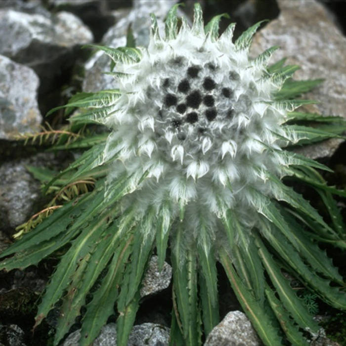 Feast of Saussurea | Botanist