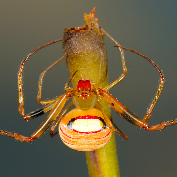 “The largest known spider species; It’s about the size of a dinner