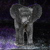The Edge-Detected Elephant of Sorrow Cover Art