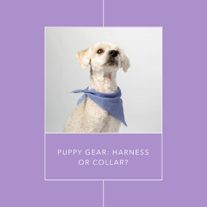 Should You Use a Harness or Collar for Your Puppy? | Paw Lane