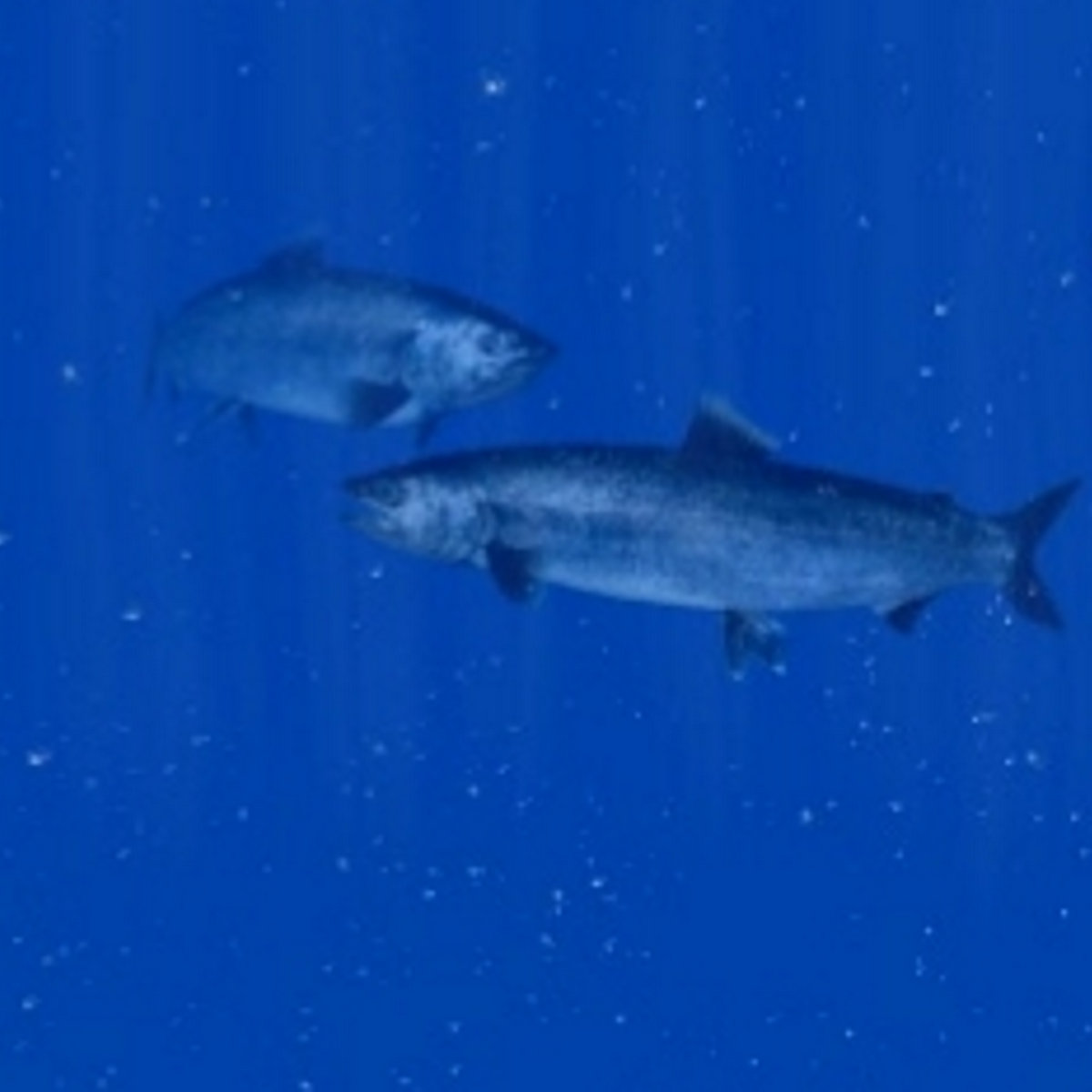 Fish Music cover