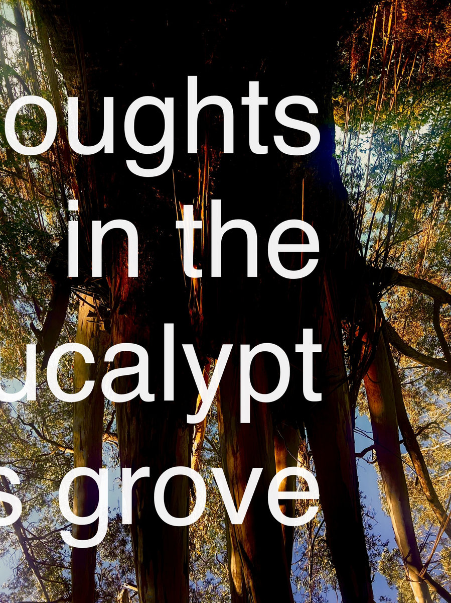 Thoughts in the Eucalyptus Grove