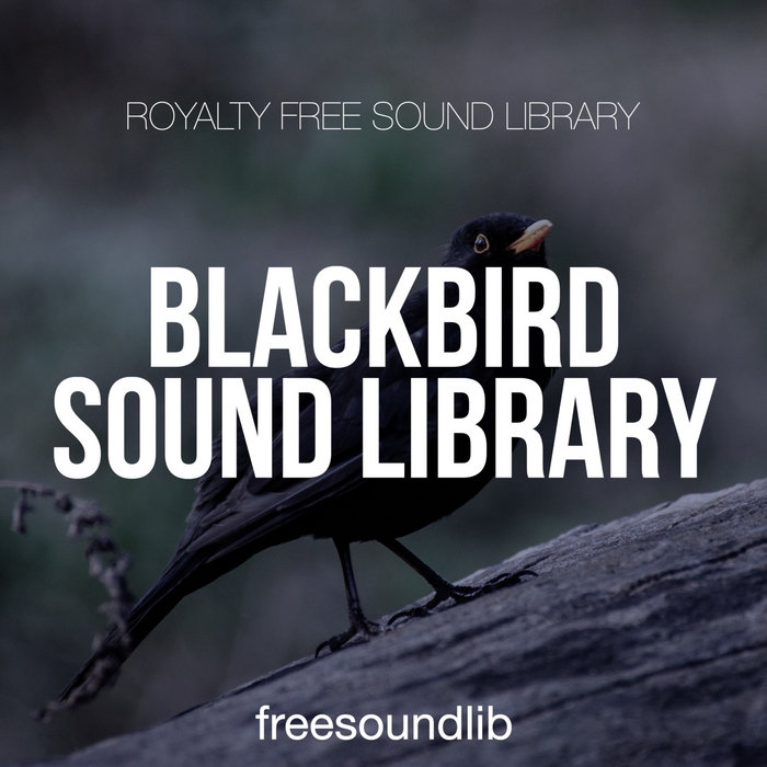 Common Blackbird Sound Library | freesoundlib