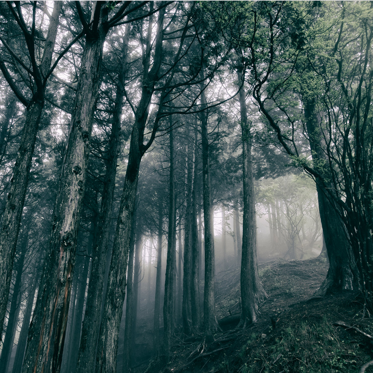 in the dark woods