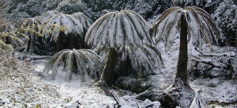 snow jungle 様5枚まとめ Snow Jungle | Djinx