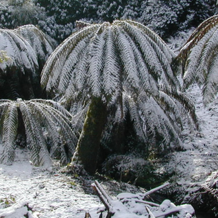 snow jungle 様5枚まとめ Snow Jungle | Djinx