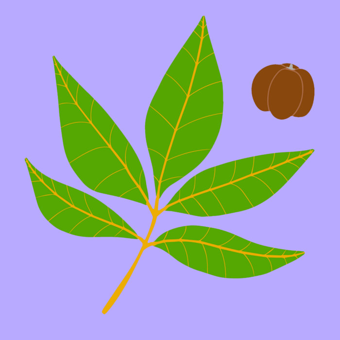 Shagbark Hickory Andy Loebs