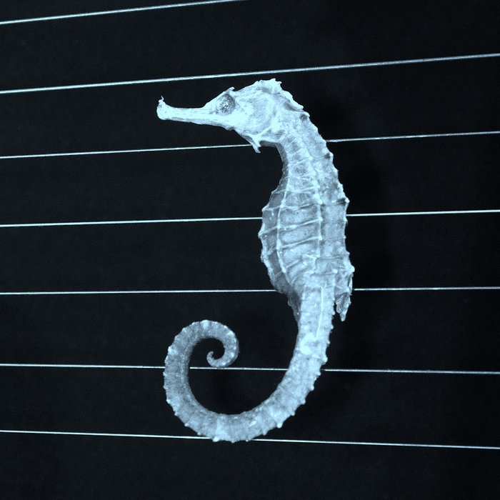 Atypical Lyre Harp | Eastport Lab