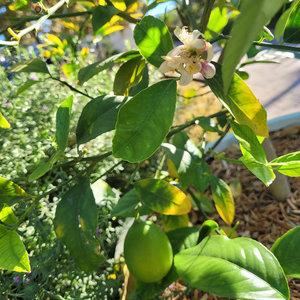 The Lemon Blossom cover