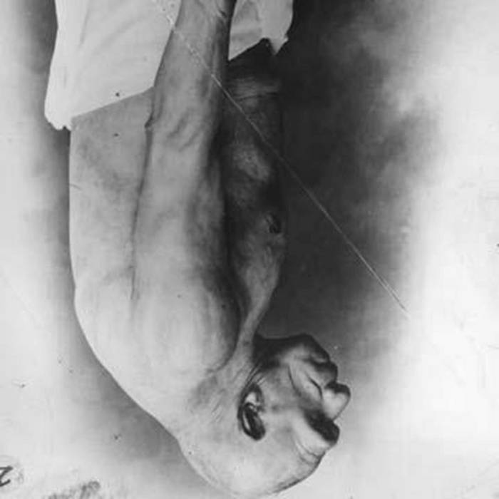 Supremacia Primitiva