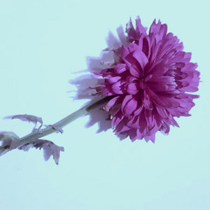 Gossamer (single) cover